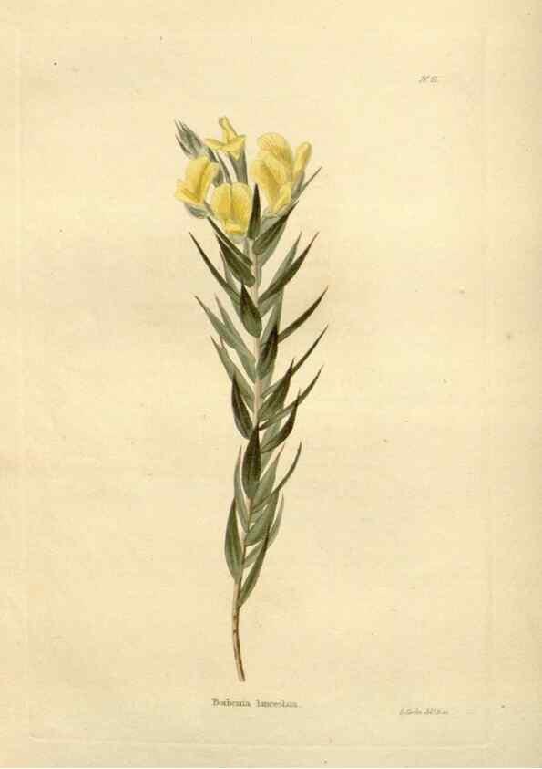 Reproducción/Reproduction 48623723011: The botanical cabinet. London :John & Arthur Arch ...,1817-1833.. 