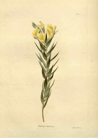 Reproducción/Reproduction 48623723011: The botanical cabinet. London :John & Arthur Arch ...,1817-1833.. 