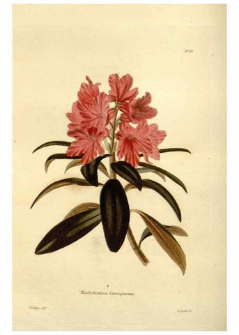 Reproducción/Reproduction 48623864947: The botanical cabinet. London :John & Arthur Arch ...,1817-1833.. 