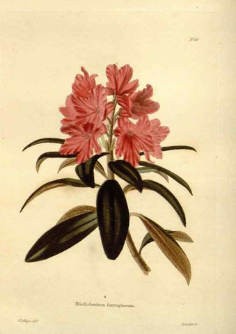Reproducción/Reproduction 48623864947: The botanical cabinet. London :John & Arthur Arch ...,1817-1833.. 