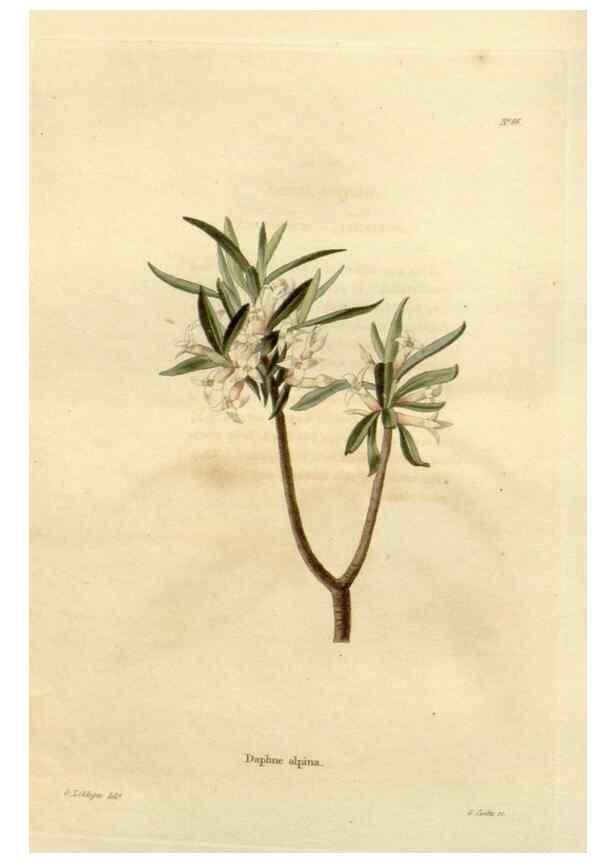 Reproducción/Reproduction 48623363788: The botanical cabinet. London :John & Arthur Arch ...,1817-1833.. 
