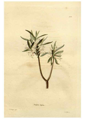 Reproducción/Reproduction 48623363788: The botanical cabinet. London :John & Arthur Arch ...,1817-1833.. 