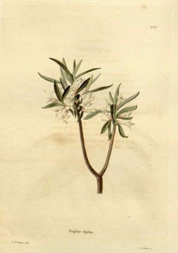 Reproducción/Reproduction 48623363788: The botanical cabinet. London :John & Arthur Arch ...,1817-1833.. 