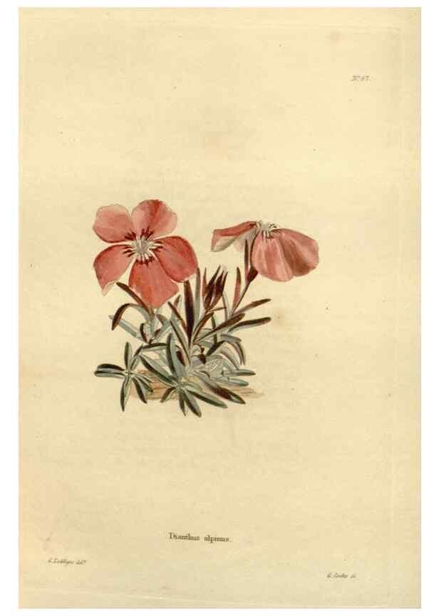 Reproducción/Reproduction 48623717941: The botanical cabinet. London :John & Arthur Arch ...,1817-1833.. 