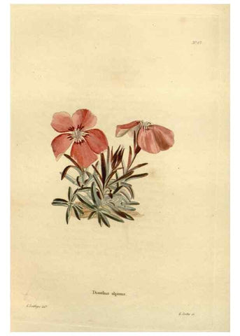 Reproducción/Reproduction 48623717941: The botanical cabinet. London :John & Arthur Arch ...,1817-1833.. 