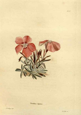 Reproducción/Reproduction 48623717941: The botanical cabinet. London :John & Arthur Arch ...,1817-1833.. 