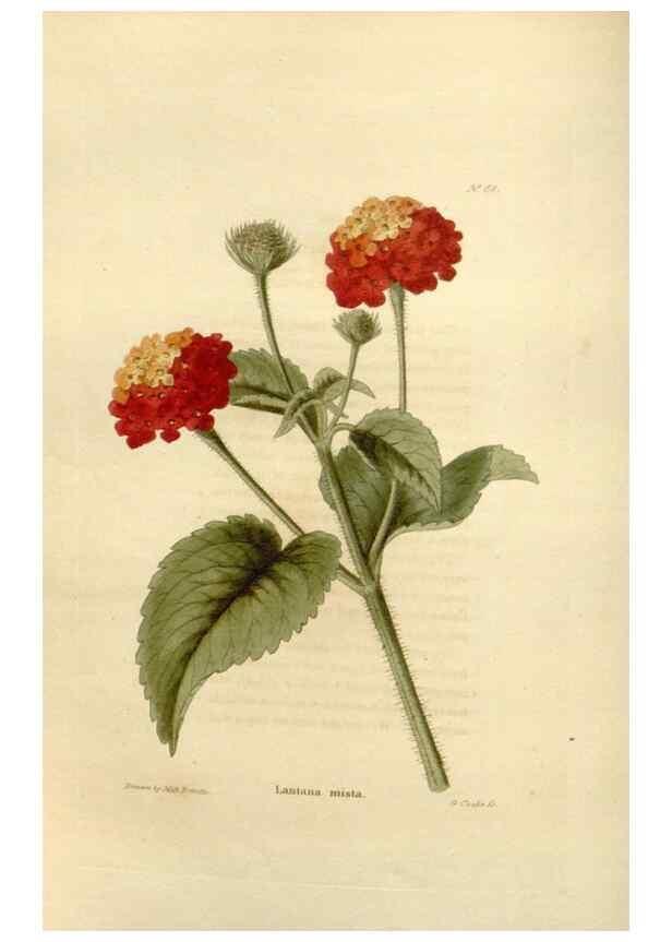 Reproducción/Reproduction 48623718286: The botanical cabinet. London :John & Arthur Arch ...,1817-1833.. 