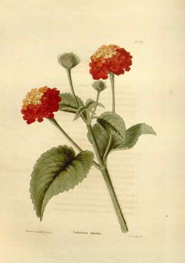 Reproducción/Reproduction 48623718286: The botanical cabinet. London :John & Arthur Arch ...,1817-1833.. 