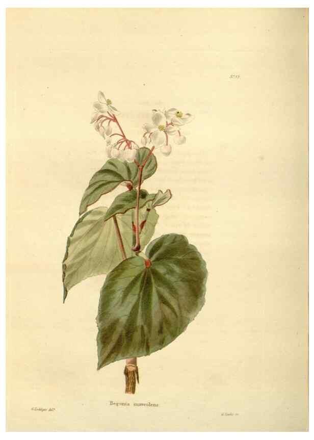 Reproducción/Reproduction 48623866287: The botanical cabinet. London :John & Arthur Arch ...,1817-1833.. 