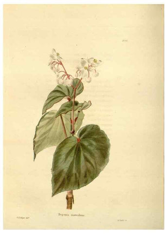 Reproducción/Reproduction 48623866287: The botanical cabinet. London :John & Arthur Arch ...,1817-1833.. 