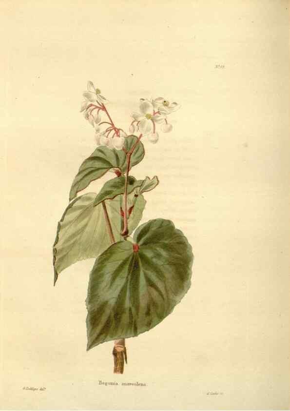 Reproducción/Reproduction 48623866287: The botanical cabinet. London :John & Arthur Arch ...,1817-1833.. 