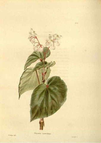 Reproducción/Reproduction 48623866287: The botanical cabinet. London :John & Arthur Arch ...,1817-1833.. 