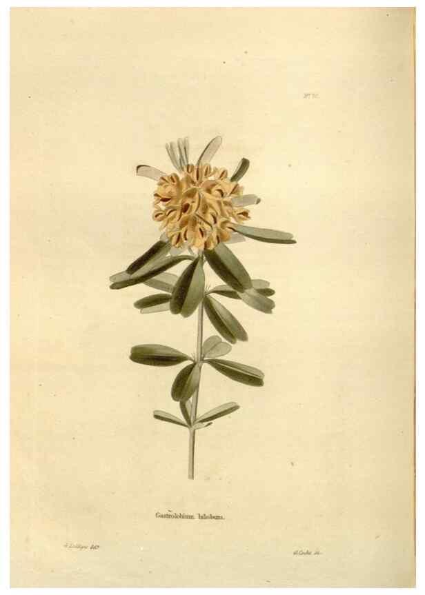 Reproducción/Reproduction 48623718986: The botanical cabinet. London :John & Arthur Arch ...,1817-1833.. 