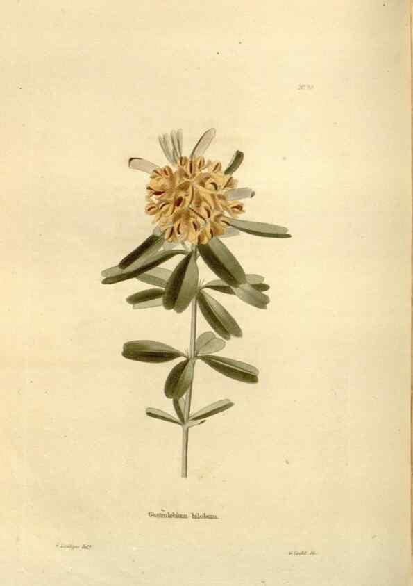 Reproducción/Reproduction 48623718986: The botanical cabinet. London :John & Arthur Arch ...,1817-1833.. 