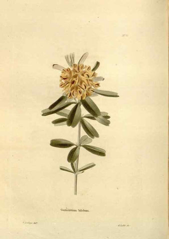 Reproducción/Reproduction 48623718986: The botanical cabinet. London :John & Arthur Arch ...,1817-1833.. 