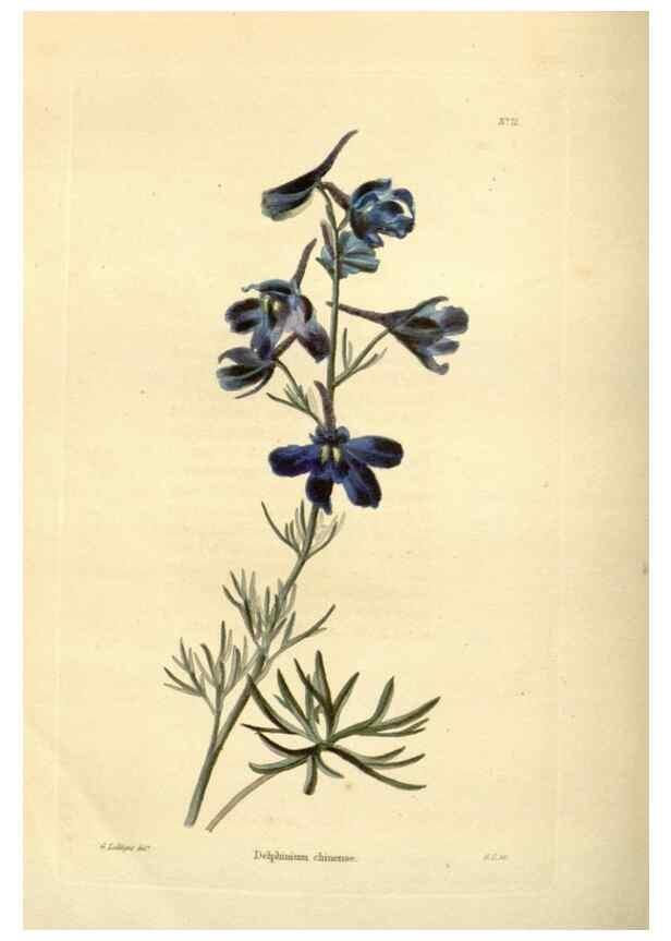 Reproducción/Reproduction 48623365583: The botanical cabinet. London :John & Arthur Arch ...,1817-1833.. 
