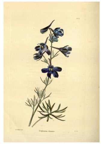 Reproducción/Reproduction 48623365583: The botanical cabinet. London :John & Arthur Arch ...,1817-1833.. 