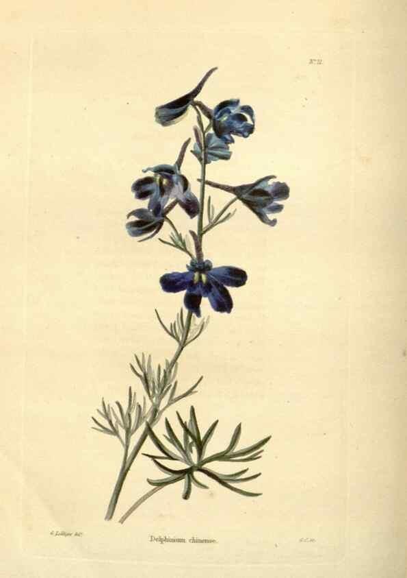 Reproducción/Reproduction 48623365583: The botanical cabinet. London :John & Arthur Arch ...,1817-1833.. 