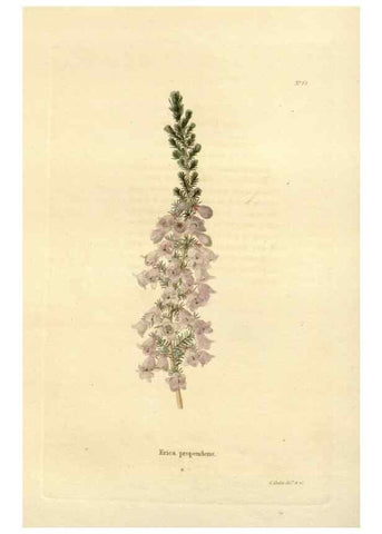 Reproducción/Reproduction 48623716081: The botanical cabinet. London :John & Arthur Arch ...,1817-1833.. 