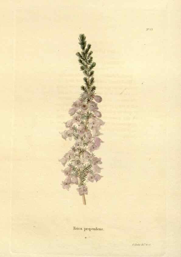 Reproducción/Reproduction 48623716081: The botanical cabinet. London :John & Arthur Arch ...,1817-1833.. 