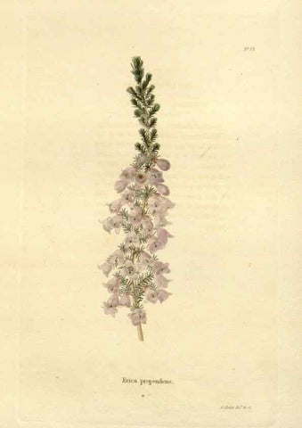 Reproducción/Reproduction 48623716081: The botanical cabinet. London :John & Arthur Arch ...,1817-1833.. 