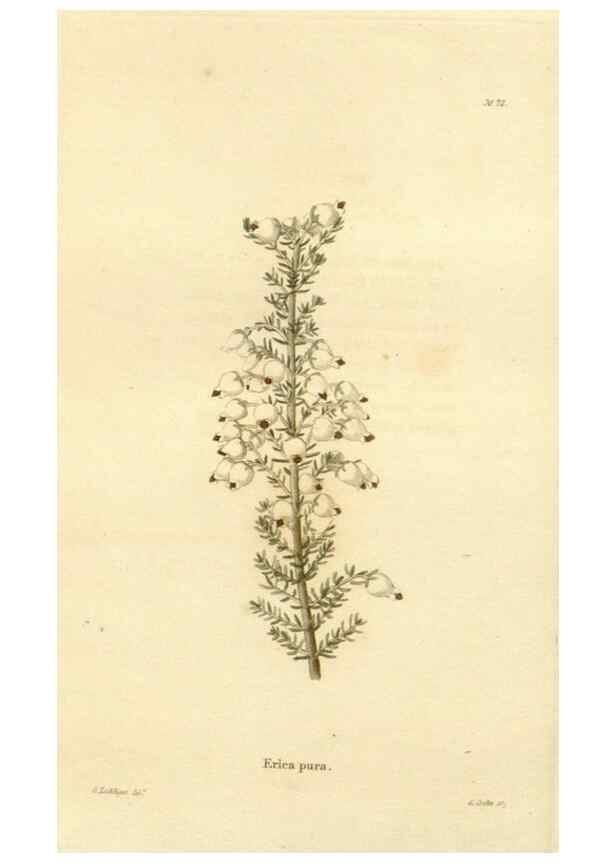 Reproducción/Reproduction 48623867382: The botanical cabinet. London :John & Arthur Arch ...,1817-1833.. 