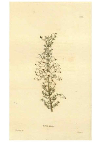 Reproducción/Reproduction 48623867382: The botanical cabinet. London :John & Arthur Arch ...,1817-1833.. 