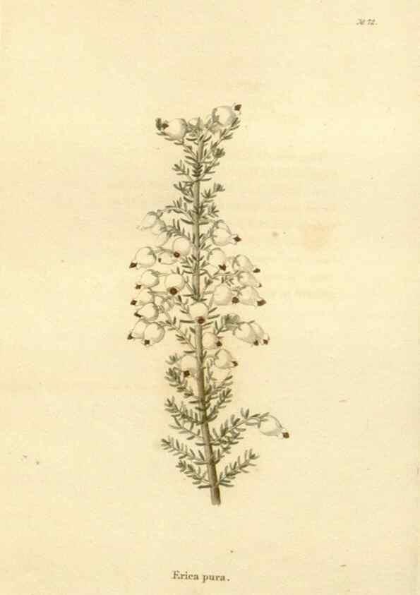 Reproducción/Reproduction 48623867382: The botanical cabinet. London :John & Arthur Arch ...,1817-1833.. 