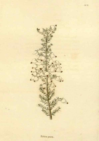Reproducción/Reproduction 48623867382: The botanical cabinet. London :John & Arthur Arch ...,1817-1833.. 