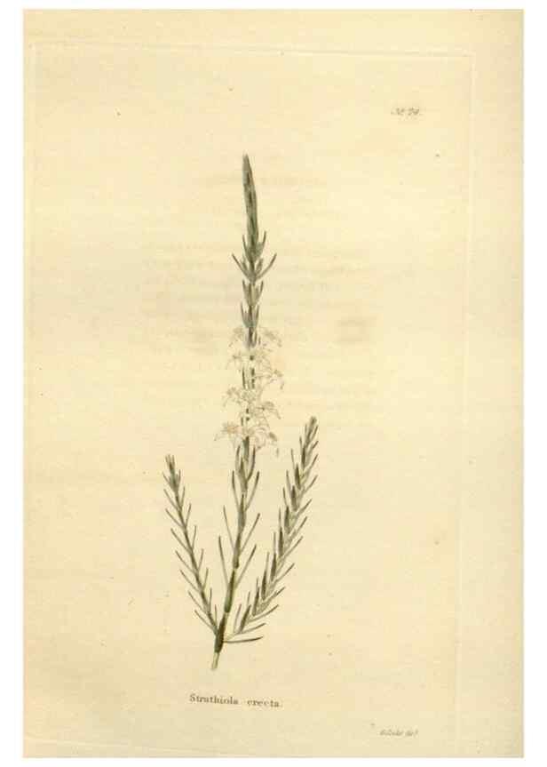 Reproducción/Reproduction 48623366623: The botanical cabinet. London :John & Arthur Arch ...,1817-1833.. 