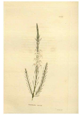 Reproducción/Reproduction 48623366623: The botanical cabinet. London :John & Arthur Arch ...,1817-1833.. 