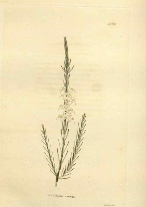 Reproducción/Reproduction 48623366623: The botanical cabinet. London :John & Arthur Arch ...,1817-1833.. 