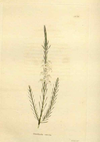 Reproducción/Reproduction 48623366623: The botanical cabinet. London :John & Arthur Arch ...,1817-1833.. 