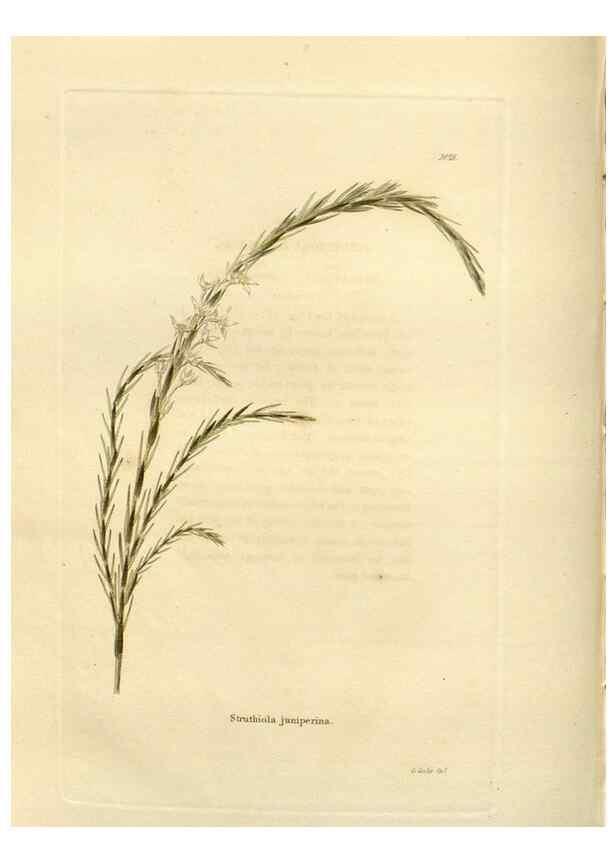 Reproducción/Reproduction 48623366983: The botanical cabinet. London :John & Arthur Arch ...,1817-1833.. 