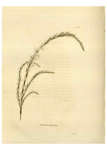 Reproducción/Reproduction 48623366983: The botanical cabinet. London :John & Arthur Arch ...,1817-1833.. 