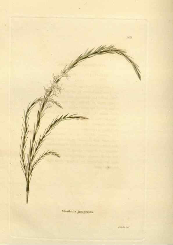 Reproducción/Reproduction 48623366983: The botanical cabinet. London :John & Arthur Arch ...,1817-1833.. 