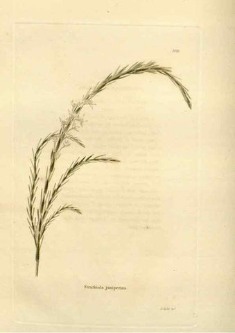 Reproducción/Reproduction 48623366983: The botanical cabinet. London :John & Arthur Arch ...,1817-1833.. 