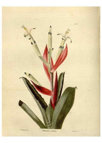 Reproducción/Reproduction 48623868947: The botanical cabinet. London :John & Arthur Arch ...,1817-1833.. 