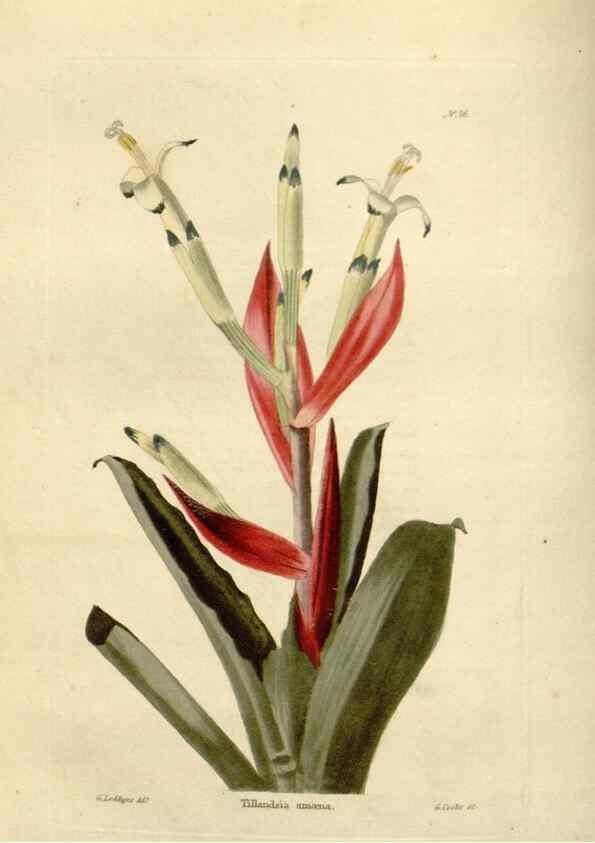 Reproducción/Reproduction 48623868947: The botanical cabinet. London :John & Arthur Arch ...,1817-1833.. 