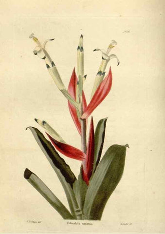 Reproducción/Reproduction 48623868947: The botanical cabinet. London :John & Arthur Arch ...,1817-1833.. 