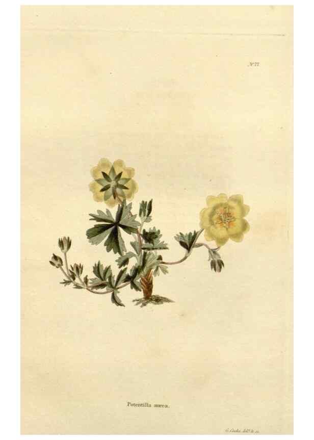 Reproducción/Reproduction 48623869337: The botanical cabinet. London :John & Arthur Arch ...,1817-1833.. 