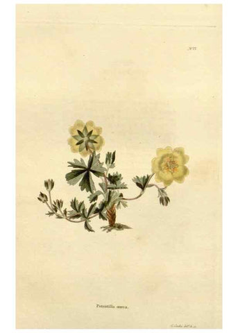 Reproducción/Reproduction 48623869337: The botanical cabinet. London :John & Arthur Arch ...,1817-1833.. 