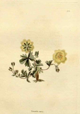 Reproducción/Reproduction 48623869337: The botanical cabinet. London :John & Arthur Arch ...,1817-1833.. 