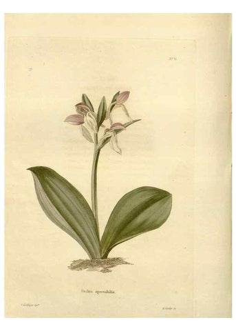 Reproducción/Reproduction 48623869737: The botanical cabinet. London :John & Arthur Arch ...,1817-1833.. 