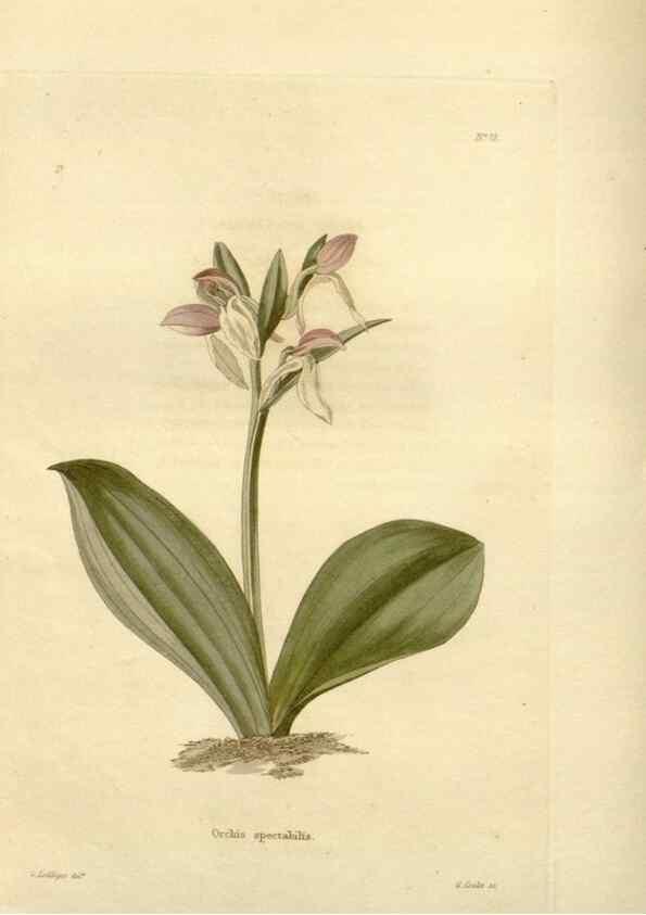 Reproducción/Reproduction 48623869737: The botanical cabinet. London :John & Arthur Arch ...,1817-1833.. 