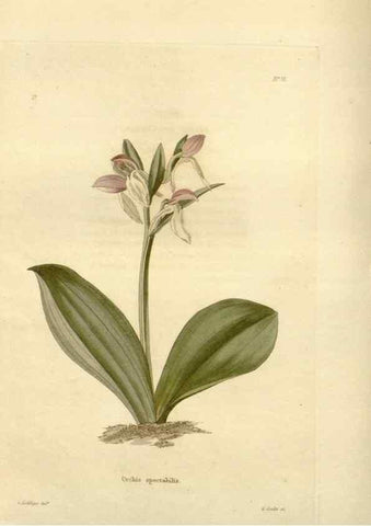 Reproducción/Reproduction 48623869737: The botanical cabinet. London :John & Arthur Arch ...,1817-1833.. 
