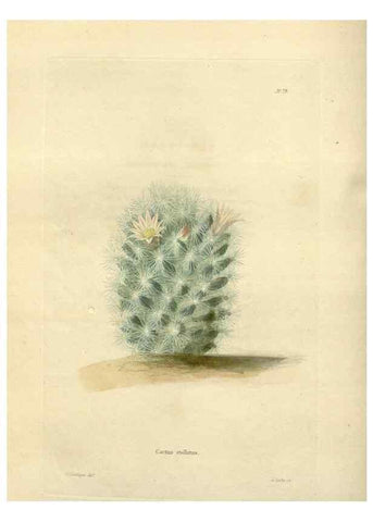 Reproducción/Reproduction 48623368773: The botanical cabinet. London :John & Arthur Arch ...,1817-1833.. 