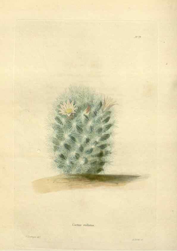 Reproducción/Reproduction 48623368773: The botanical cabinet. London :John & Arthur Arch ...,1817-1833.. 