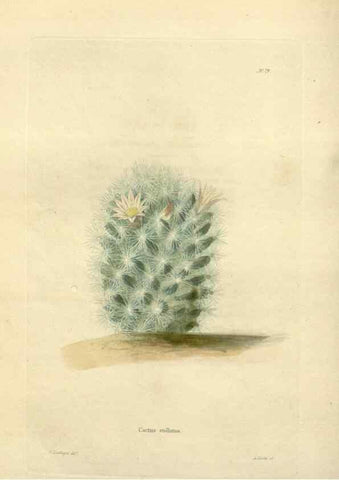 Reproducción/Reproduction 48623368773: The botanical cabinet. London :John & Arthur Arch ...,1817-1833.. 
