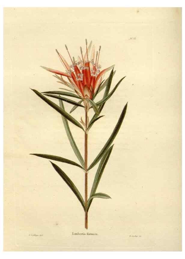 Reproducción/Reproduction 48623722641: The botanical cabinet. London :John & Arthur Arch ...,1817-1833.. 